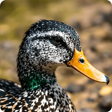 Duck